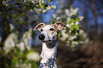 one year old Whippet