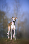 one year old Whippet