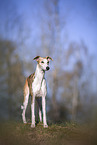 one year old Whippet