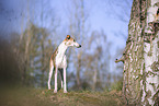 one year old Whippet