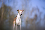 one year old Whippet