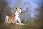 one year old Whippet