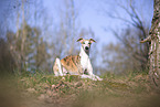 one year old Whippet