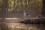 one year old Whippet