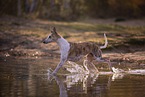 one year old Whippet