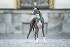 Whippet