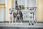 Whippets
