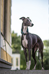 Whippet