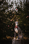 female Whippet