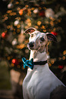 female Whippet