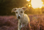 Whippet Puppy