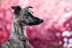 female Whippet