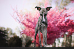 female Whippet