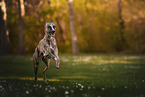 female Whippet