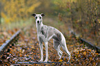 Whippet