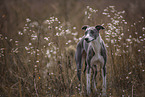 Whippet