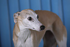 sighthound