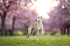 Whippet