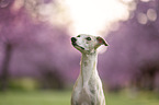 Whippet