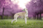 Whippet