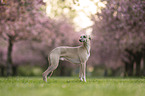 Whippet