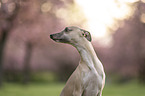 Whippet