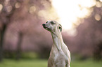 Whippet