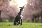 Whippet