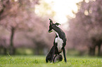 Whippet