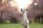 Whippet