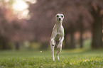 Whippet