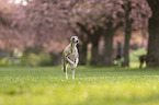 Whippet