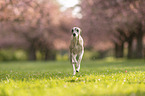 Whippet