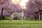 Whippet