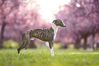 Whippet