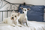 2 dogs