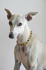 Whippet