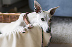 Whippet