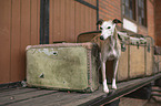 Whippet