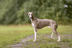 Whippet
