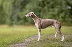 Whippet