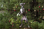 Whippet