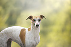 Whippet