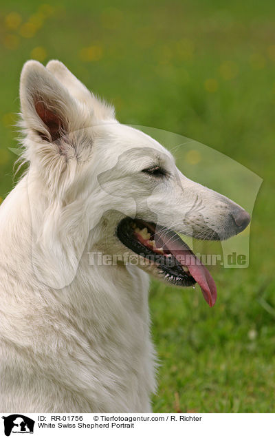 Weier Schweizer Schferhund / White Swiss Shepherd Portrait / RR-01756
