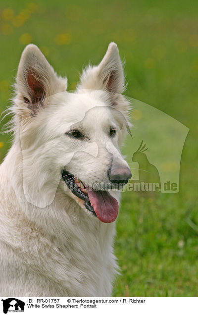 Weier Schweizer Schferhund / White Swiss Shepherd Portrait / RR-01757