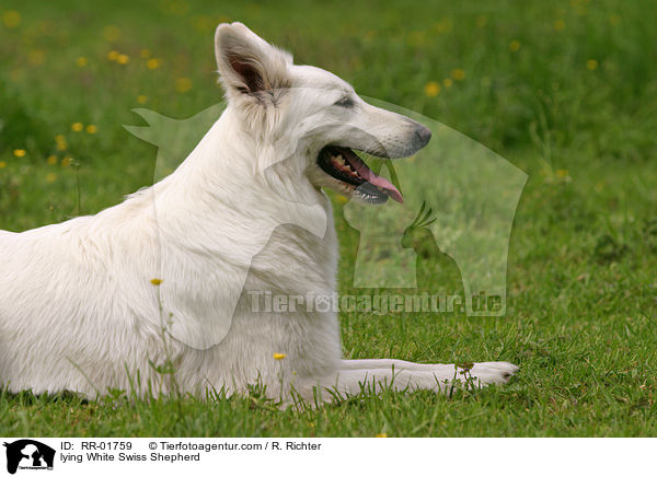 liegender Weier Schweizer Schferhund / lying White Swiss Shepherd / RR-01759
