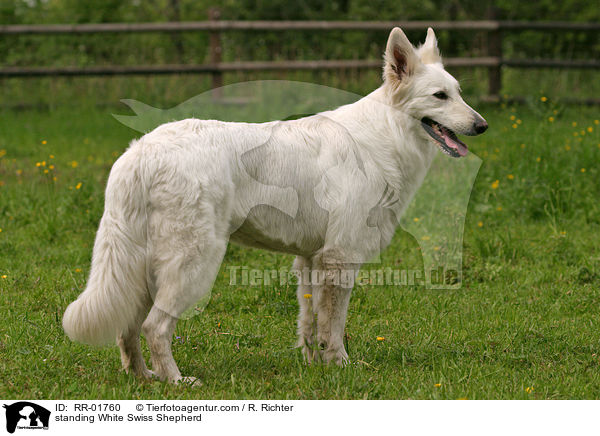 stehender Weier Schweizer Schferhund / standing White Swiss Shepherd / RR-01760