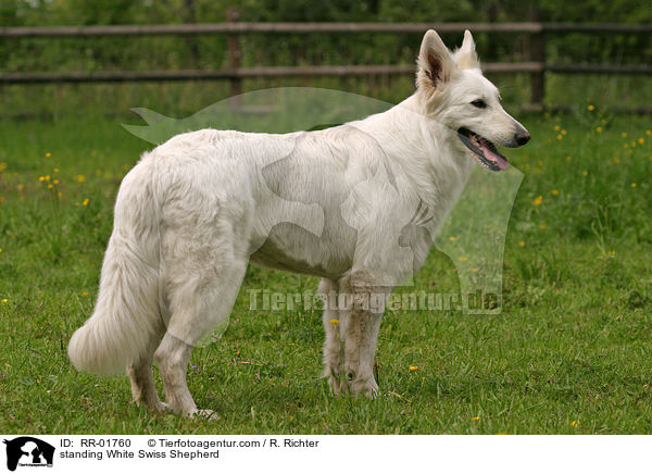 standing White Swiss Shepherd / RR-01760