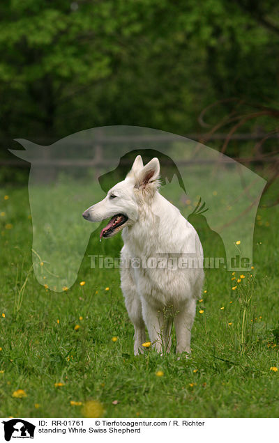 stehender Weier Schweizer Schferhund / standing White Swiss Shepherd / RR-01761