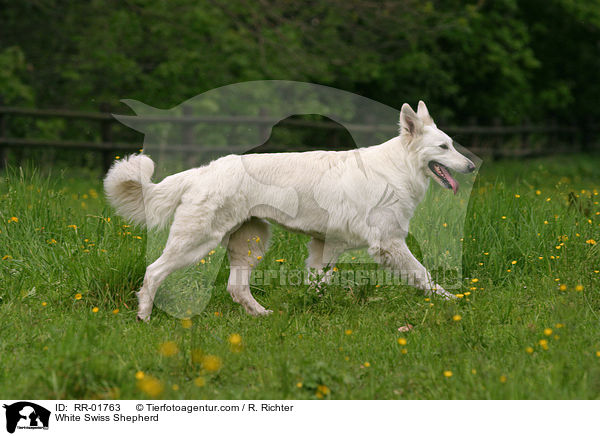 Weier Schweizer Schferhund / White Swiss Shepherd / RR-01763